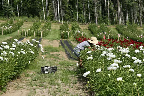 How to Harvest & Dry Rose Petals - Lonely Pines Farm