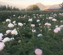 Peonies as field grown cut flowers in Alaska