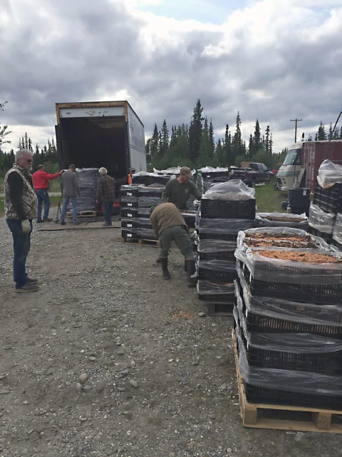 Crates of roots arriving at North Pole Peonies, North Pole, Alaska