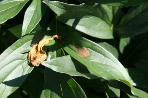 Botrytis infection on leaves from petals stuck to the leaf. Photo by Pat Holloway