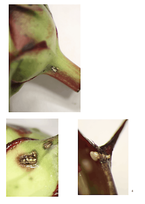 Lygus bug eggs on bottom of flower bud Photo by Dr Beverly Gerdeman, Washington State University, Mount Vernon