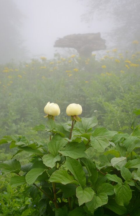 Paeonia wittmanniana in Georgia, Samegrelo Province - Copyright Ruslan Mishustin