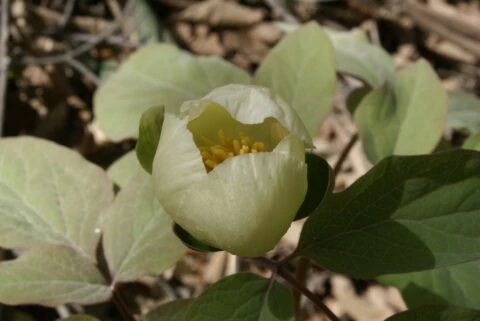 Paeonia tomentosa in Golestan province (Iran), Eastern Elburz Mountains range - Copyright Harrie de Vries