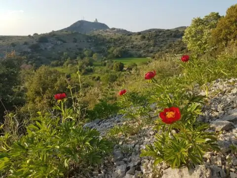 Copyright Liberto Dario. Paeonia peregrina on Lefkada island (Greece). Full sun and limestone scree for this redder than red species that also appears on the mainland and in less harsh conditions."