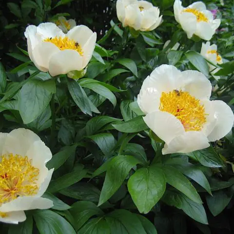 Peony – Wolf and Lamb