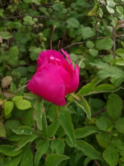 Banatica Rose Peony 4 Seeds - Paeonia - Perennial