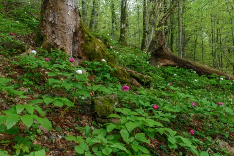 Paeonia caucasica and Paeonia witmanniana around Sochi, Russia- Image by mountaindreams.ru