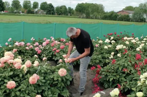Hybridizing work in progress. Jeremy Scholten applies pollen from the container in his right hand on a flower of peony cultivar Federica Ambrosini, named for an Italian floral designer.