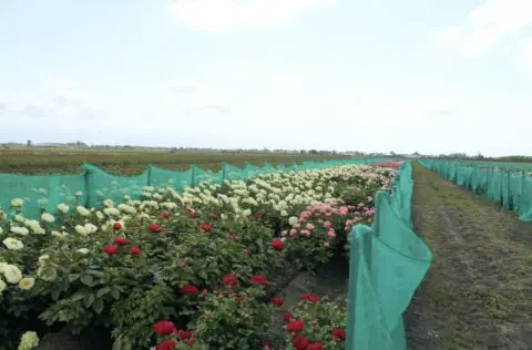 A part of the wide assortment of Peony Shop Holland. These are the hybrids. The Scholten brothers are also active in the hybridization and propagation of lactifora’s.