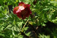 Paeonia delavayi red form