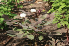 Paeonia obovata ssp willmottiae