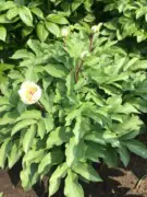 Paeonia mascula ssp hellenica