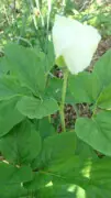 Paeonia lactiflora alba