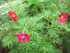 Paeonia bergiana