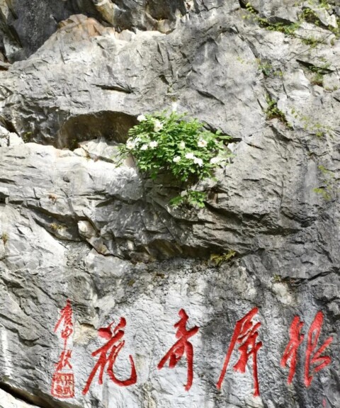 Paeonia ostii in Yinping Mountain China - Source HefeiChina on X