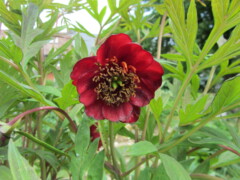 Paeonia delavayi  red flowers
