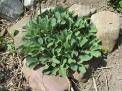 Paeonia daurica subsp. wendelboi