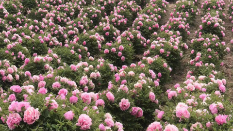 Long Yeong Nursery – Growing Exquisite Paeonia rockii